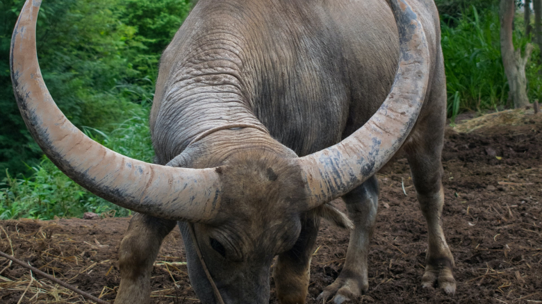 Shadows Of The Ambassadorial Halls Shadows Of The Ambassadorial Halls